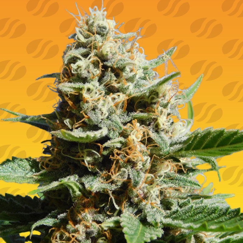 KUSH MINTZ FAST · Original Sensible Seeds · cannabis seeds · Fem