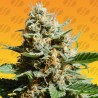 KUSH MINTZ FAST · Original Sensible Seeds · cannabis seeds · Fem