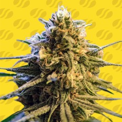 LEMON OASIS AUTO · Original Sensible Seeds · kenevir tohum · Disi · AutoFem