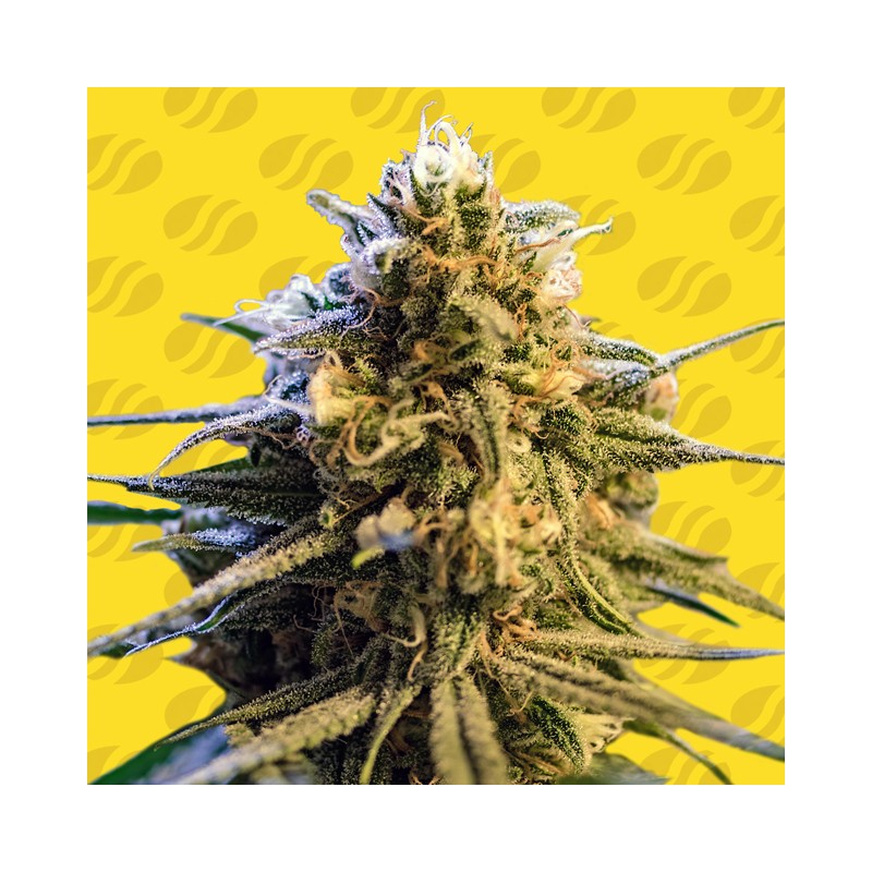 LEMON OASIS AUTO · Original Sensible Seeds · kenevir tohum · Disi · AutoFem