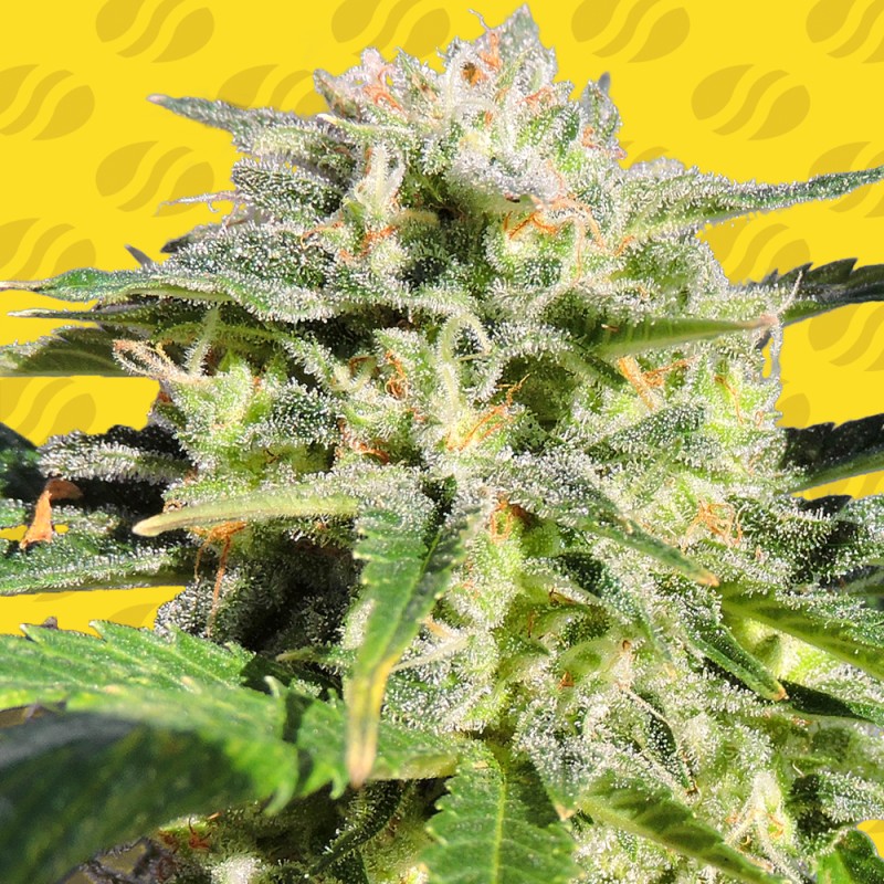LEMONBERRY HAZE AUTO · Original Sensible Seeds · kenevir tohum · Disi · AutoFem