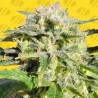 LEMONBERRY HAZE AUTO · Original Sensible Seeds · kenevir tohum · Disi · AutoFem