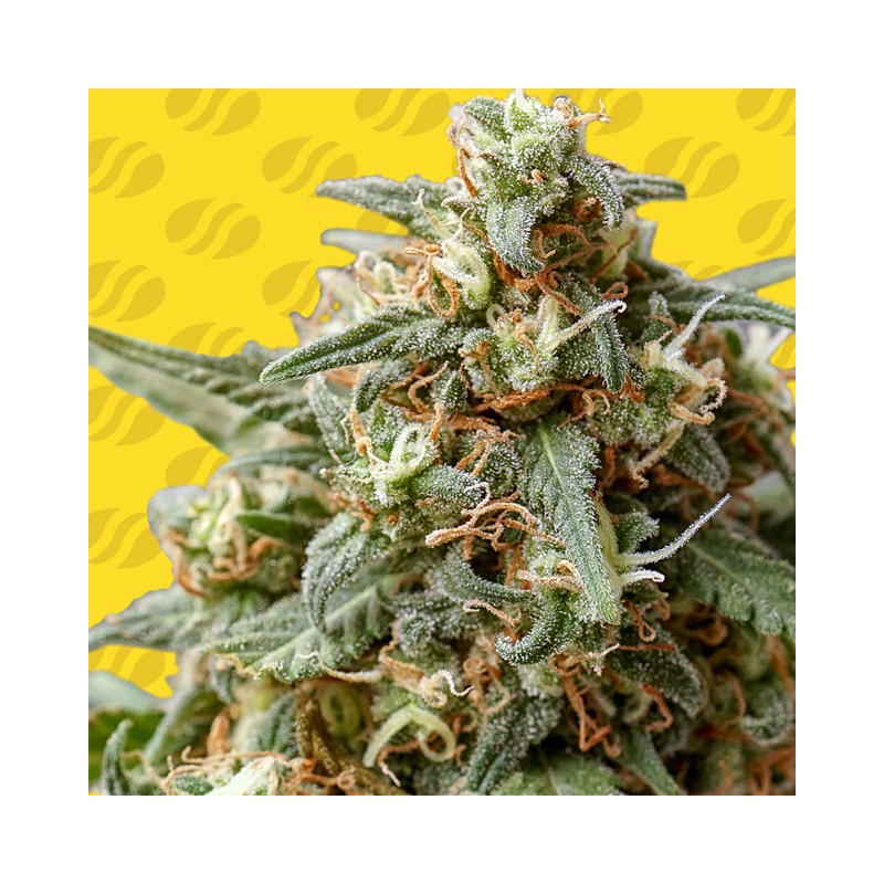 OG EDDY LEPP AUTO · Original Sensible Seeds · kenevir tohum · Disi · AutoFem