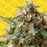 OG EDDY LEPP AUTO · Original Sensible Seeds · kenevir tohum · Disi · AutoFem