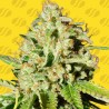 ORANGE DIESEL AUTO · Original Sensible Seeds · cannabis seeds · AutoFem