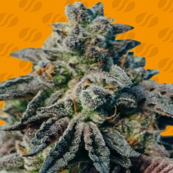 PEANUT BUTTER OGKB · Original Sensible Seeds · kenevir tohum · Disi · Fem