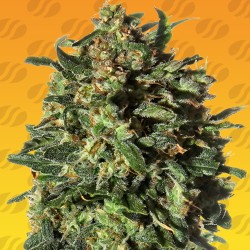PEANUT BUTTER OGKB FAST · Original Sensible Seeds · kenevir tohum · Disi · Fem