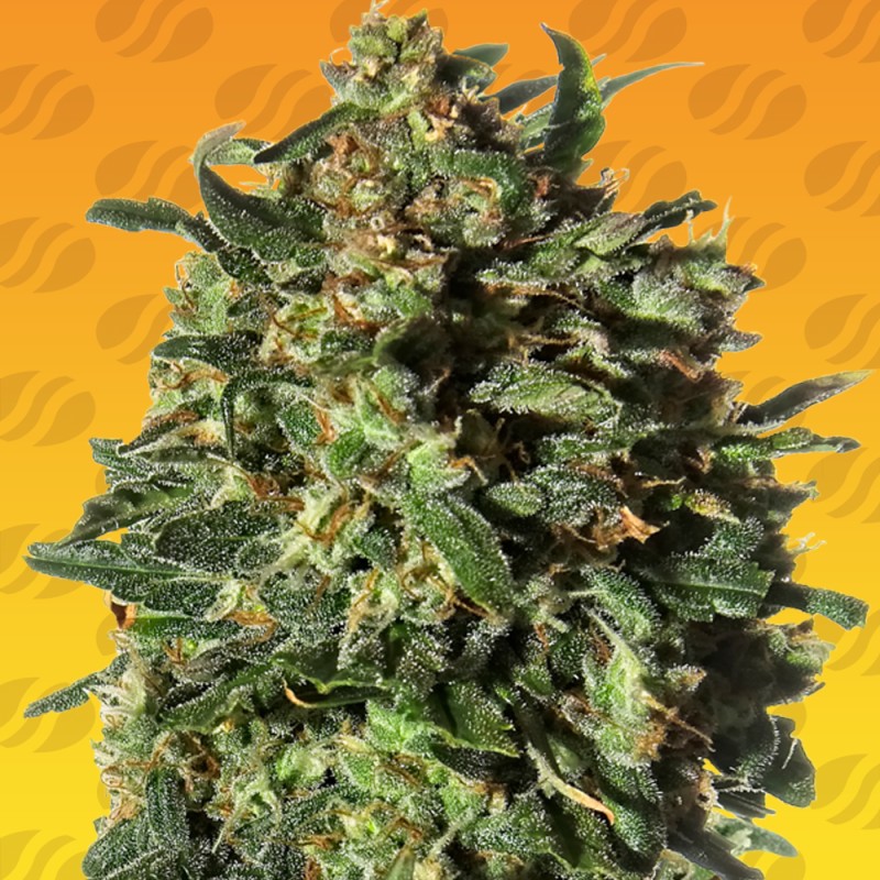 PEANUT BUTTER OGKB FAST · Original Sensible Seeds · kenevir tohum · Disi · Fem