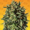 PEANUT BUTTER OGKB FAST · Original Sensible Seeds · kenevir tohum · Disi · Fem