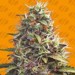 PELLEZINO COOKIES · Original Sensible Seeds · cannabis seeds · Fem