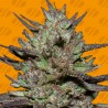 PINK ROZAY · Original Sensible Seeds · cannabis seeds · Fem