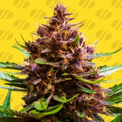 PINK ROZAY X STRAWBERRY BANANA AUTO · Original Sensible Seeds · cannabis seeds · AutoFem
