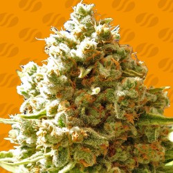PURE KUSH · Original Sensible Seeds · cannabis seeds · Fem