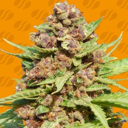 PURPLE PUNCH COOKIES · Original Sensible Seeds · kenevir tohum · Disi · Fem