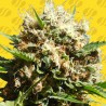 RUNTZ AUTO · Original Sensible Seeds · kenevir tohum · Disi · AutoFem