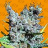 RUNTZ GUM · Original Sensible Seeds · kenevir tohum · Disi · Fem