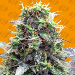 SHERBET MOONROCKS · Original Sensible Seeds · kenevir tohum · Disi · Fem