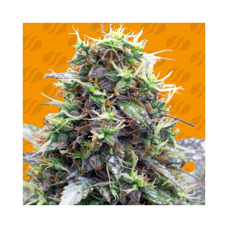 SHERBET MOONROCKS · Original Sensible Seeds · cannabis seeds · Fem