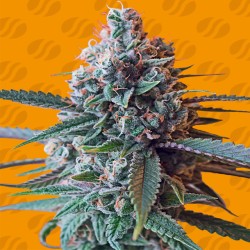 SLAPZ · Original Sensible Seeds · kenevir tohum · Disi · Fem