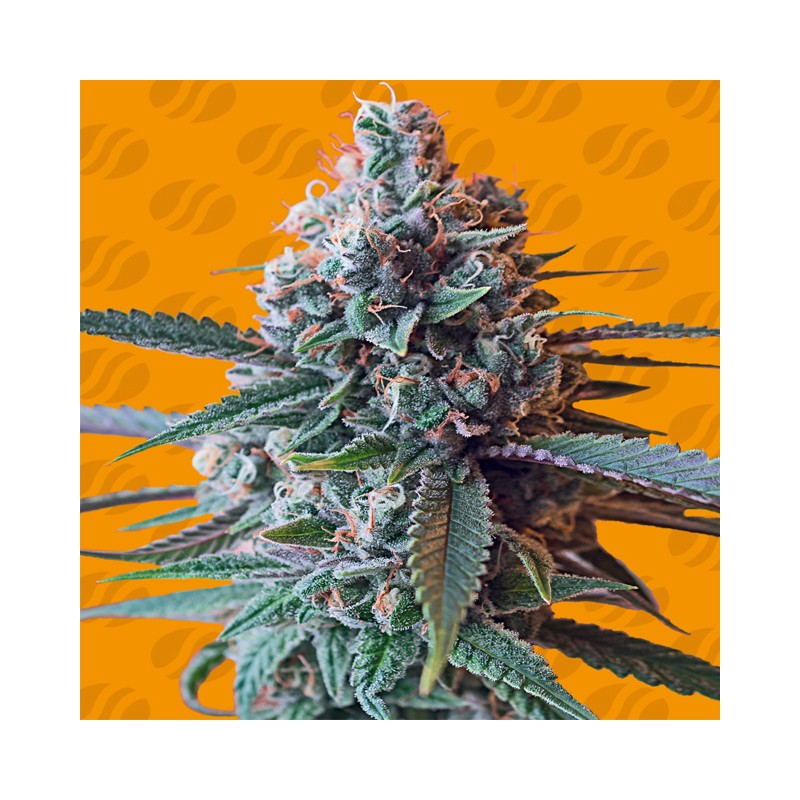 SLAPZ · Original Sensible Seeds · kenevir tohum · Disi · Fem