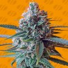 SLAPZ · Original Sensible Seeds · kenevir tohum · Disi · Fem