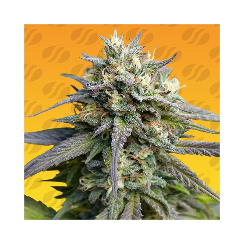 STRAWBERRY BANANA FAST · Original Sensible Seeds · cannabis seeds · Fem