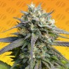 STRAWBERRY BANANA FAST · Original Sensible Seeds · kenevir tohum · Disi · Fem