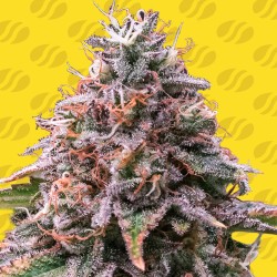 STRAWBERRY PIE AUTO · Original Sensible Seeds · cannabis seeds · AutoFem
