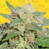 SUPER AUTO LEMON HAZE · Original Sensible Seeds · kenevir tohum · Disi · AutoFem