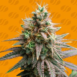 TIRAMISU · Original Sensible Seeds · kenevir tohum · Disi · Fem
