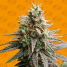 TIRAMISU · Original Sensible Seeds · kenevir tohum · Disi · Fem