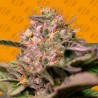 TROP CHERRY · Original Sensible Seeds · kenevir tohum · Disi · Fem