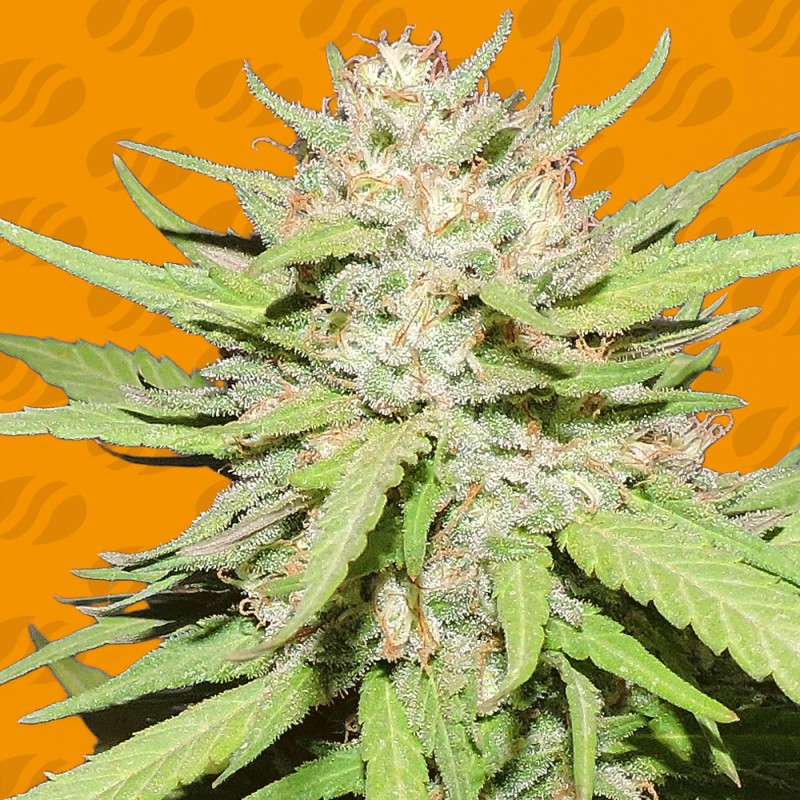 WEDDING CAKE · Original Sensible Seeds · kenevir tohum · Disi · Fem