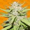 WEDDING CAKE · Original Sensible Seeds · cannabis seeds · Fem