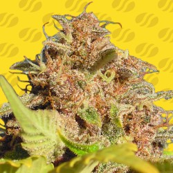 WEDDING CAKE AUTO · Original Sensible Seeds · kenevir tohum · Disi · AutoFem