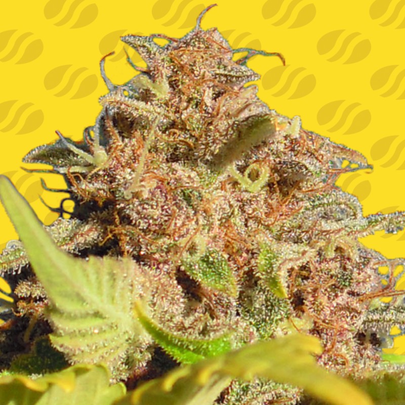 WEDDING CAKE AUTO · Original Sensible Seeds · kenevir tohum · Disi · AutoFem