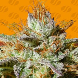 WEDDING COOKIES · Original Sensible Seeds · kenevir tohum · Disi · Fem