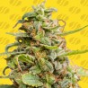WHITE CRYSTAL METH AUTO · Original Sensible Seeds · cannabis seeds · AutoFem