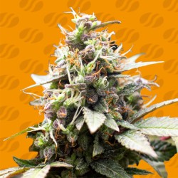 WHITE RASPBERRY TRUFFLE · Original Sensible Seeds · kenevir tohum · Disi · Fem