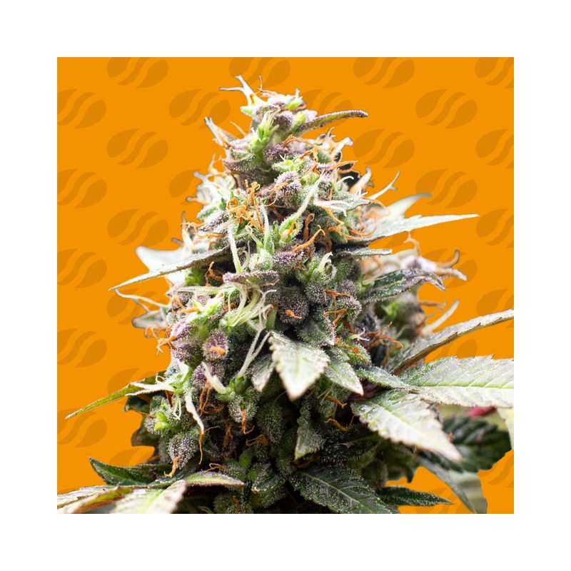 WHITE RASPBERRY TRUFFLE · Original Sensible Seeds · cannabis seeds · Fem