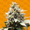 WHITE RASPBERRY TRUFFLE · Original Sensible Seeds · cannabis seeds · Fem