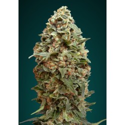 Afghan Skunk · Advanced Seeds · cannabis seeds · Fem