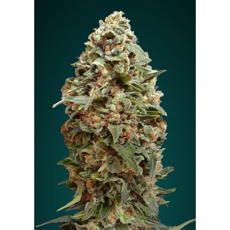 Afghan Skunk · Advanced Seeds · kenevir tohum - disi · Fem