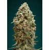Afghan Skunk · Advanced Seeds · kenevir tohum - disi · Fem