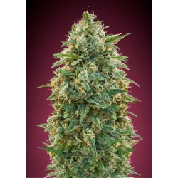 Amnesia · Advanced Seeds · kenevir tohum - disi · Fem