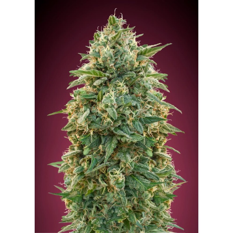 Amnesia · Advanced Seeds · kenevir tohum - disi · Fem
