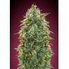 Amnesia · Advanced Seeds · kenevir tohum - disi · Fem