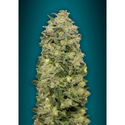 Auto Afghan Skunk · Advanced Seeds · kenevir tohum · Disi · AutoFem