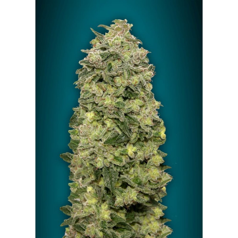Auto Afghan Skunk · Advanced Seeds · kenevir tohum · Disi · AutoFem