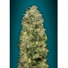 Auto Afghan Skunk · Advanced Seeds · kenevir tohum · Disi · AutoFem